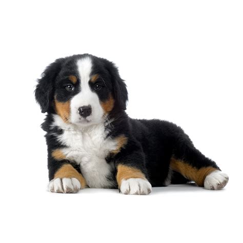 Mini Bernese Mountain Dog Puppy Buddy