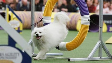 2800 Dogs Vie For Best In Show At Westminster Canine Contest In New
