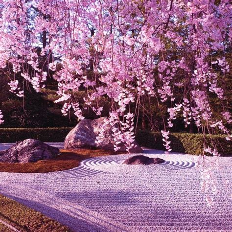 10 New Japanese Cherry Blossom Wallpaper Hd Full Hd 1920×1080 For Pc