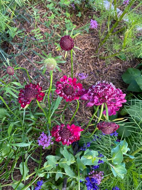 Scabiosa Imperial Mix Seed Pack — Flora Grow