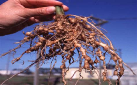 Why Are Nematodes Hurting Your Plants Dengarden