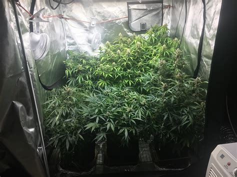 6 ILGM Gorilla Glue autos in a 4x4. Coco/perlite. Day 68 and cramped af