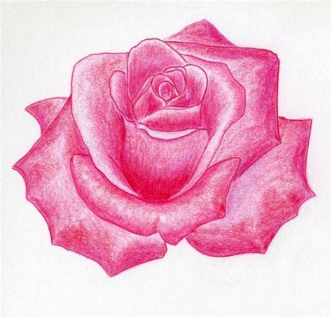 Draw A Rose Quickly Simply And Easily Debbies Sketchings Lets