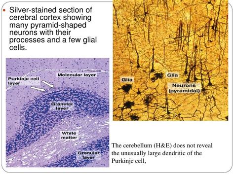 Histology Of Nerve System Glial Cells White Matter Neurons