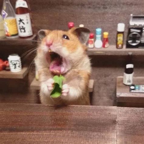 Create Meme Hamster Funny Hamster Pictures Meme