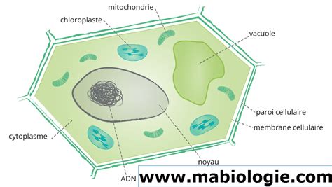 Biologie V G Tale Cour Biologie At Home