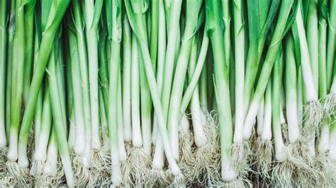 Comment faire pousser des oignons verts semez ces légumes simples