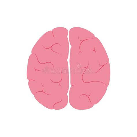 Vector Illustration Of Human Brain Anatomy Stock Vector Illustration
