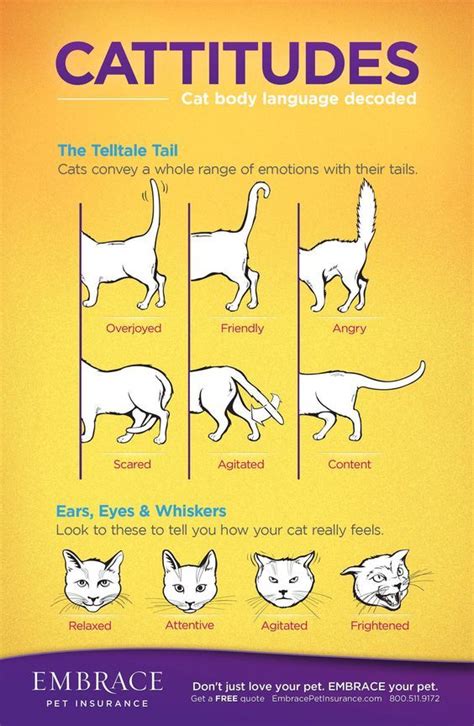 Cats Language And The Ojays On Pinterest
