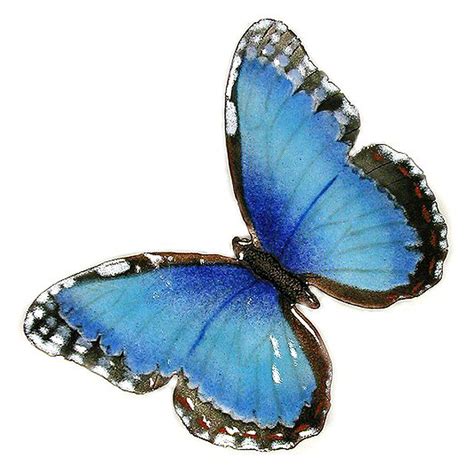 Bovano Blue Enameled Copper Morpho Butterfly Wall Art
