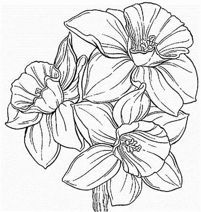 Daffodil Daffodils Coloring Flower Pages Drawing Colour