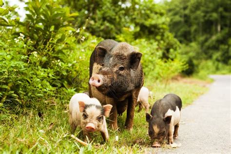 Cute Pig With Piglets On Countryside Road Stock Image Image Of Dirty