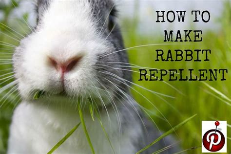 Here you'll find a review of 7 most effective rabbit deterrents that really work. Make your own rabbit repellent | Gardening Tips | Pinterest