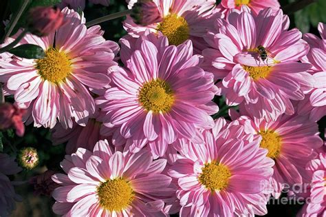 Chrysanthemum Sp Photograph By Dr Keith Wheelerscience Photo Library