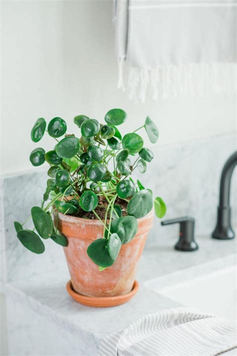 A Potted Plant Sitting On Top Of A Counter Next To A Faucet