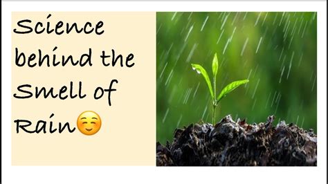Science Behind The Smell Of Rain Petrichor What Does Rain Smell