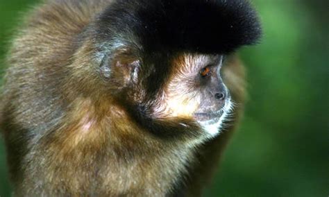 Capuchin Monkeys Gold Bellied Monkey Facts And Information