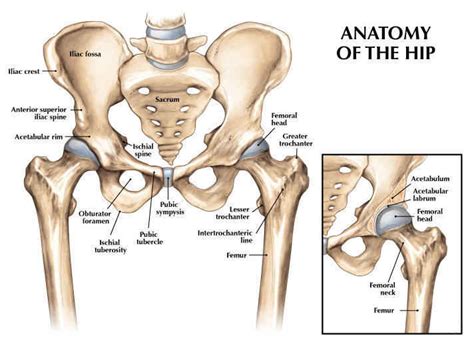 The hip joint is made up of two bony sections: Muscles That Act on the Hip • Bodybuilding Wizard