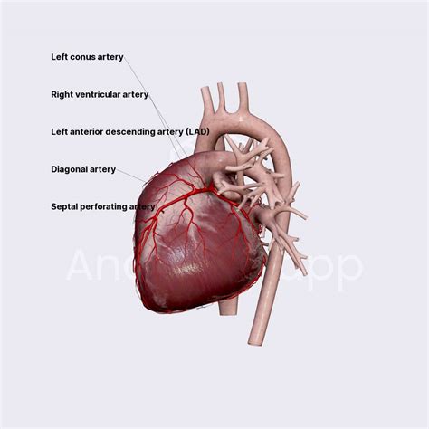 Left Anterior Descending Artery Lad External Anatomy Of The Heart