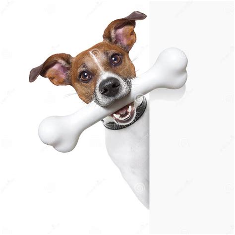 Dog With Big Bone Stock Photo Image Of Chew Hungry 33126006