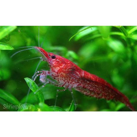 Red Cherry Shrimp Neocaridina Heteropoda Var Red