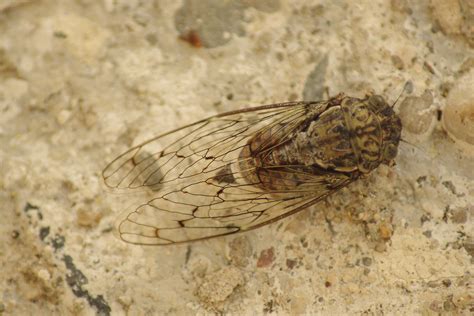 La Cigale Photo Et Image Divers La Nature Simplement France