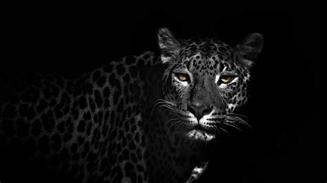 Leopard Black And White Wallpapers Top Free Leopard Black And White