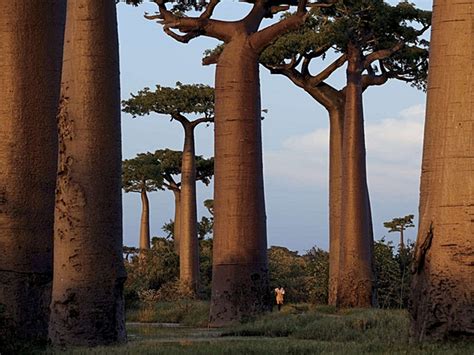 식물 바오밥나무 Baobab tree 아프리카 서울포스트