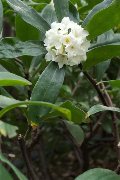 How To Plant Daphne Shrub Complete Growing And Care Tips