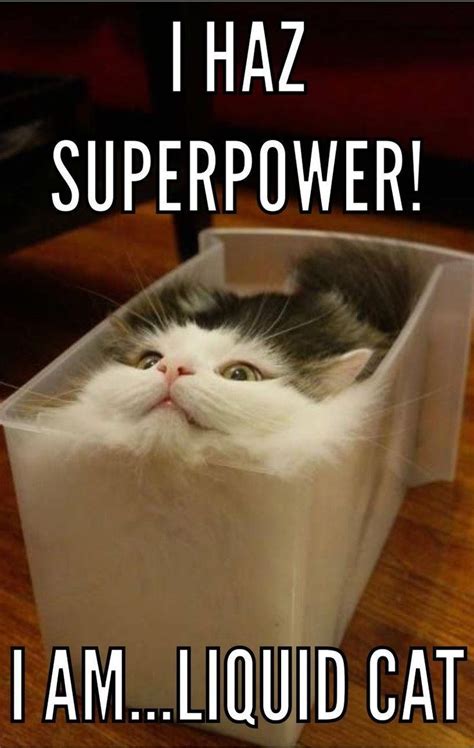 Cat Superpower 🐈 🐱 Cat Cats Cutecats Kitty Kitties Kittycat