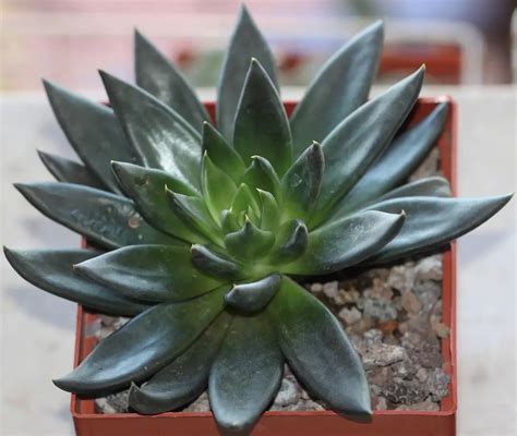 41 Awesome Types Of Echeveria With Pictures The Green Experiment