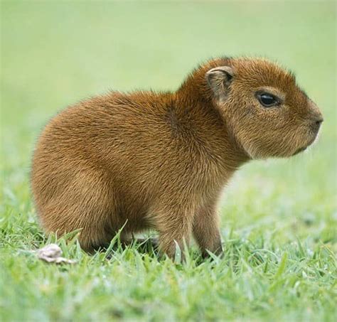 I Present You A Baby Capybara Aww In 2021 Cute Animals Cute Baby