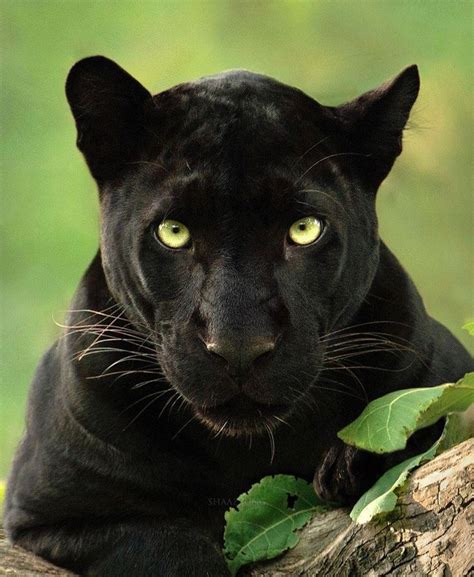 Wildlife Photographer Captures Beautiful Shots Of A Black Panther In