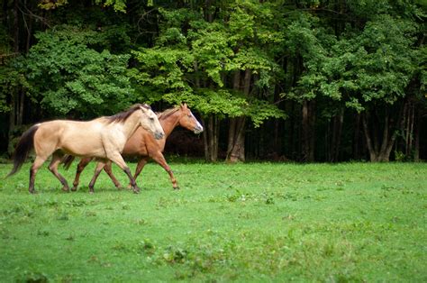 Horses Pasture Royalty Free Photo