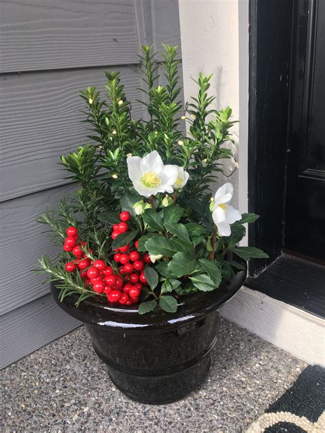 Holiday Classic Evergreen Container Garden By Rachel Porter Evergreen