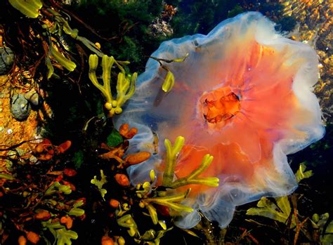 Jiggly Jellyfish From Dazzling To Deadly 72 Splendid Photos Weird