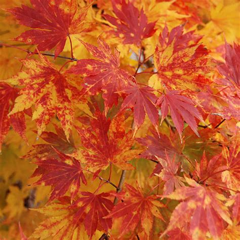 Japanese Maple Tree Diseases Pictures The Home Garden