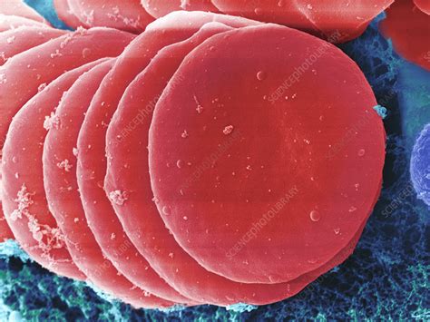 Human Red Blood Cells Sem Stock Image C0283756 Science Photo