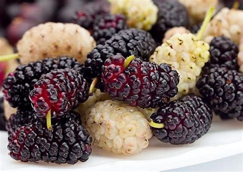Questo frutto spesso non considerato come dovremmo, ha delle proprietà di rispetto, i gelsi bianchi sono ricchi di vitamine a, b, c, proteine, tannini, rutina, sono anche una buona fonte di ferro, circa 185 mg per 100 gr di frutto. I Gelsi: le proprietà benefiche dei frutti dalle origini ...