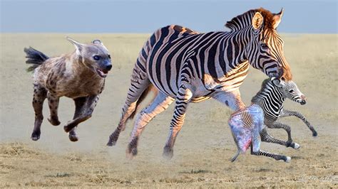 Hyenas Destroy Baby Zebra Mother Zebra Save Newborn Zebra Escape From