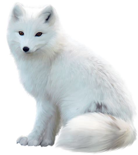 White Fox White Fox Japaneseclassjp
