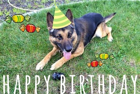 Happy Birthday Images With German Shepherd💐 — Free Happy Bday Pictures