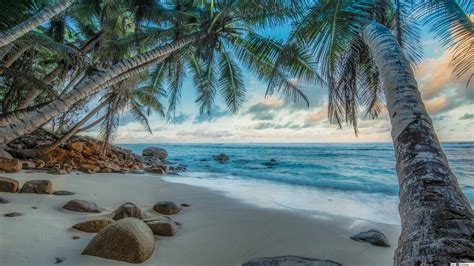 4k Wallpaper Beach Palm Tree