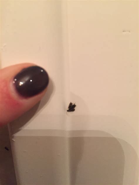 The furniture/carpet beetle ( anthrenus flavipes) is the most common of these bugs. Dallas County Texas