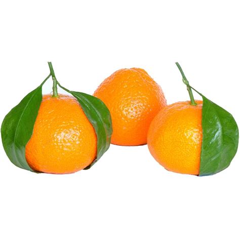 Sweet Mandarin Orange Seeds Citrus Reticulata Price €205