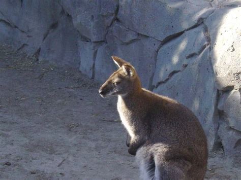 Wallaby Animal Facts | Macropus - AZ Animals