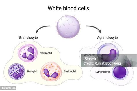 White Blood Cells Granulocyte And Agranulocyte Basophil Neutrophil