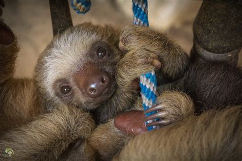 Slothy Sunday A Moment Of Appreciation For The Two Fingered Sloth