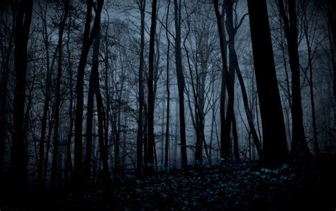 Forest At Night Background Amazing Wallpapers