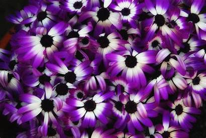 Purple Flowers Flower Desktop Wallpapers Background Names